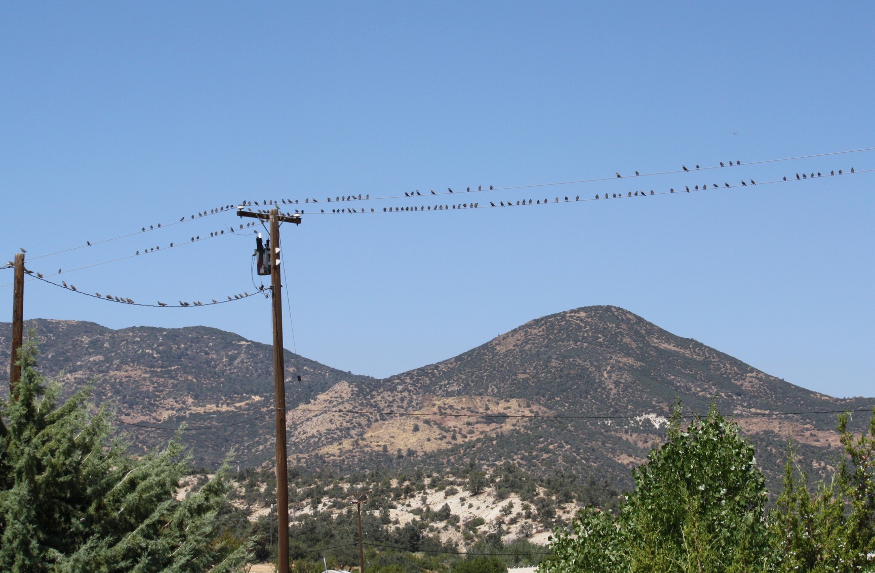 Starlings In Flight California