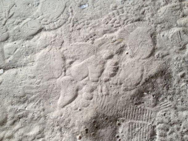Bear tracks over footprints