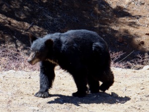 Big black bear in Sand Canyon.