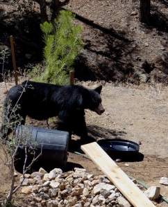 Thirsty bear at Jeanne's house.