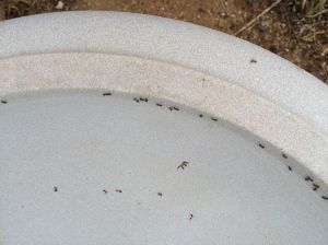 Thirsty ants